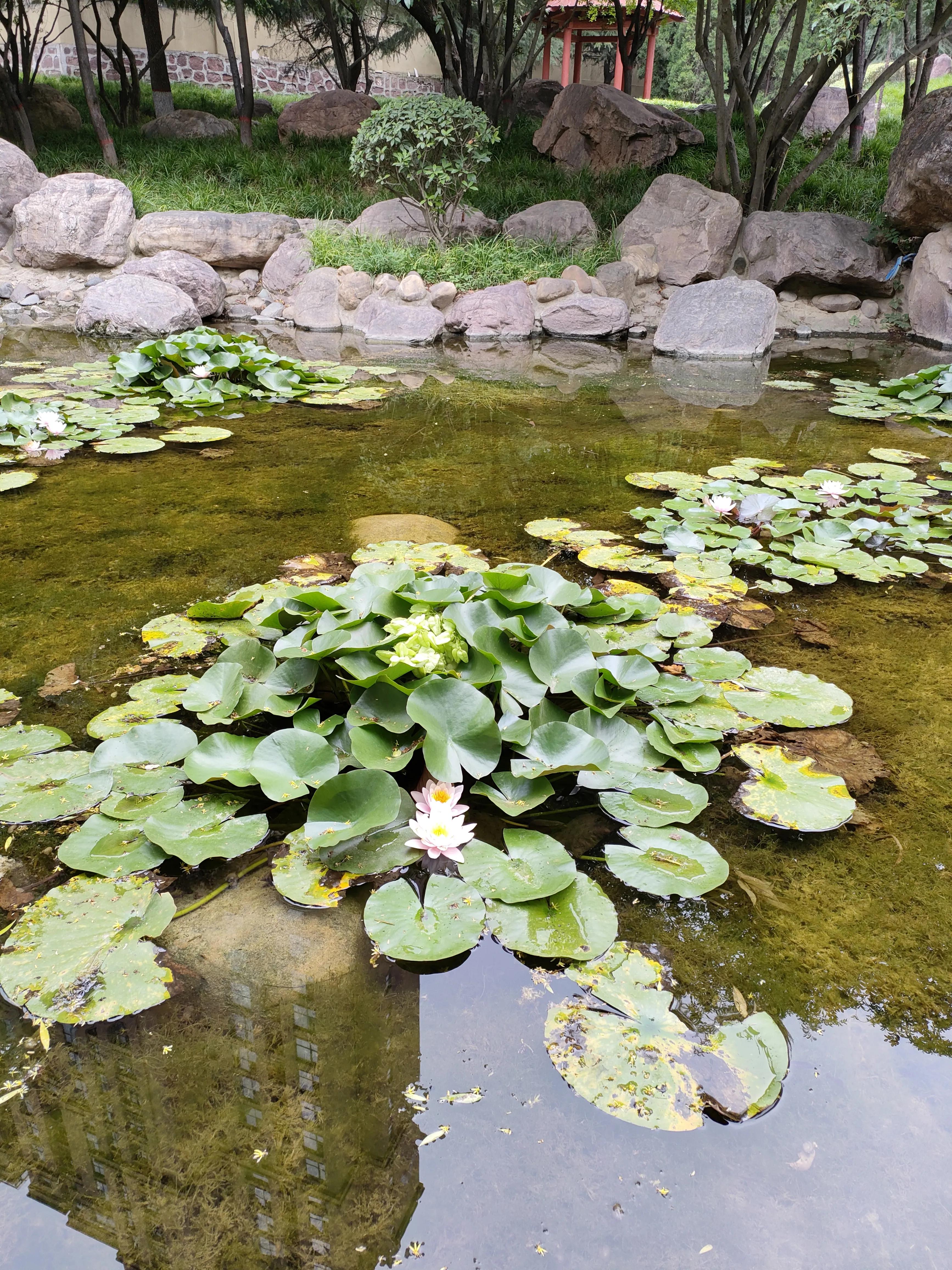 王阳明花与你同归于寂如何理解,王阳明与花同归于寂
