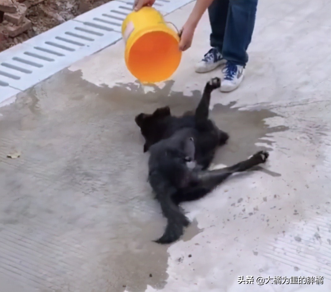 狗被偷狗贼偷了吃了,狗被狗贼偷了