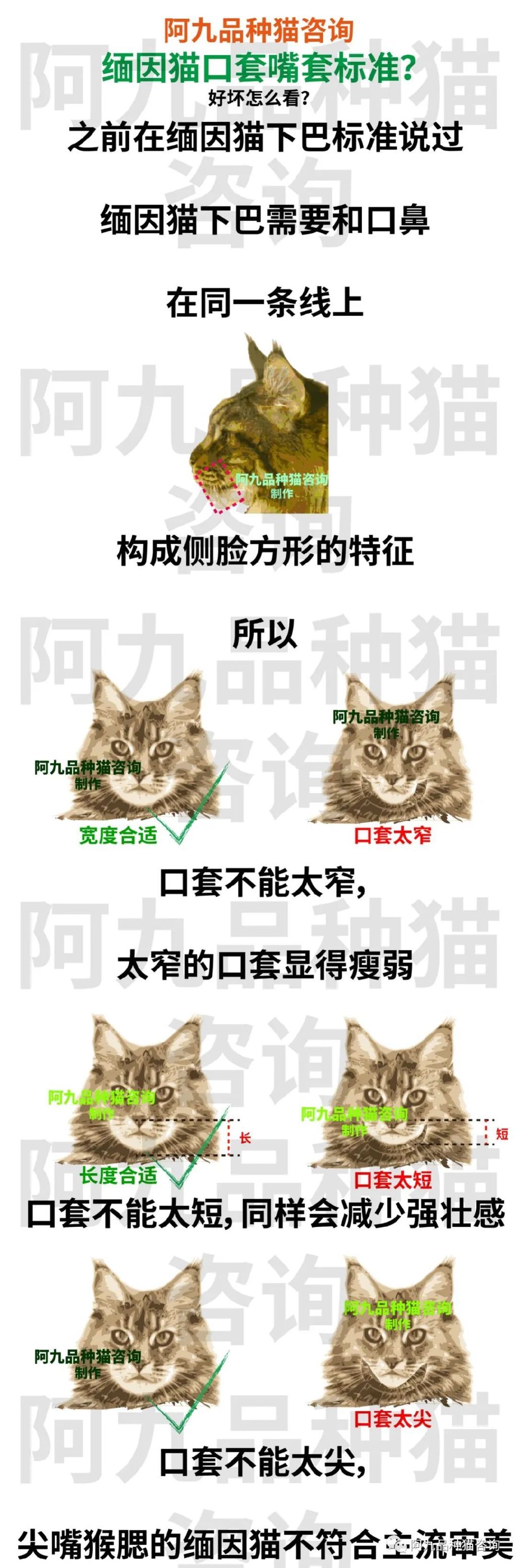 缅因猫品种标准图解，缅因猫怎么分辨好坏，缅因猫怎么分辨颜色