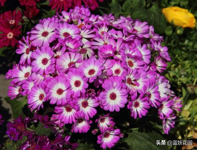 8种一次性花，开完就丢，别浪费感情，看看你养了几种。