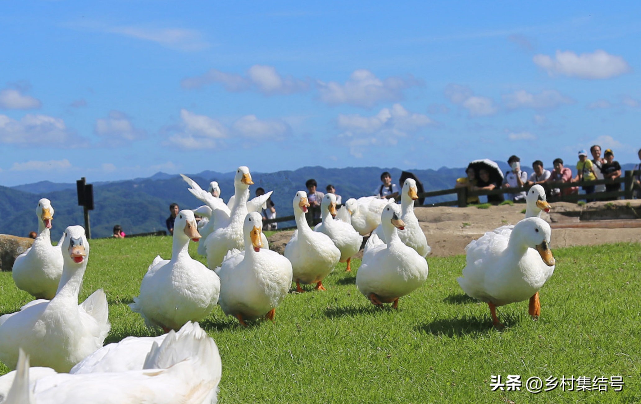 日本亲子农场主题乐园,日本妈妈牧场成功的原因