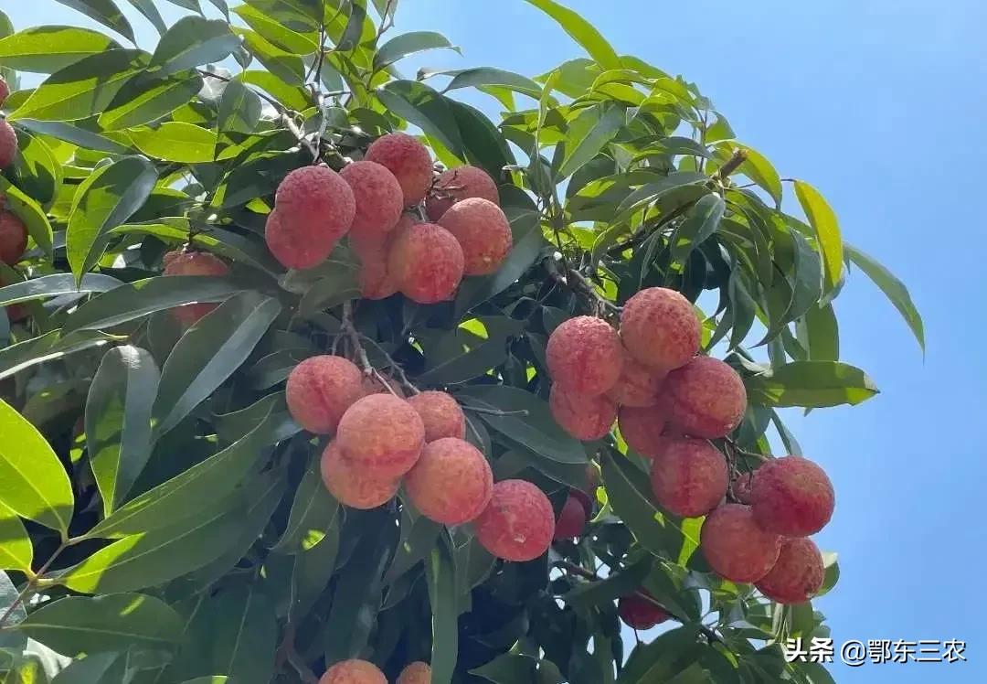 钙对果树膨果期有作用吗,果树幼果期可以用糖醇钙吗