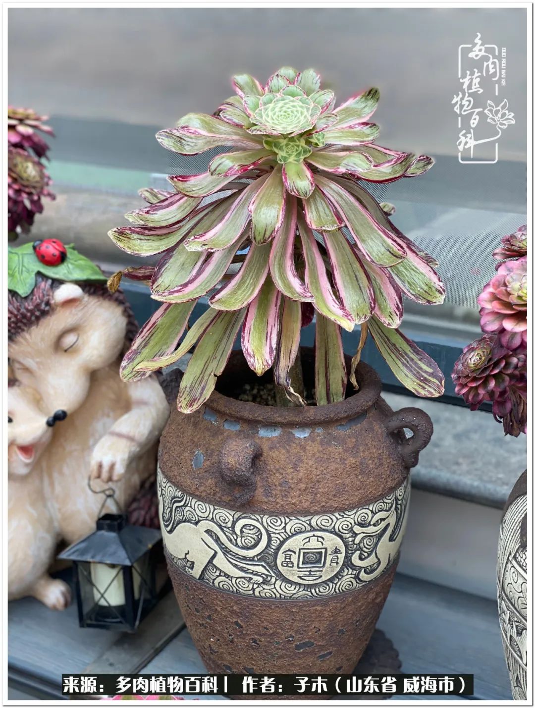 法师多肉成长史,法师多肉新手教程