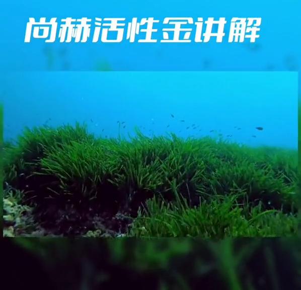 尚赫仪器多少钱一台正品,尚赫公司是合法的吗