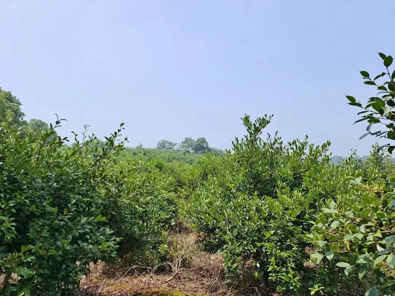 一亩地的茶树一年能收入多少钱,种一亩茶树一年的收入多少钱