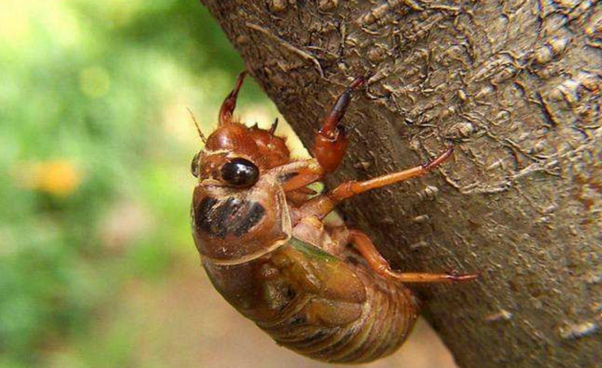 农村的五大怪象看看你知道吗,盘点河南十大怪菜