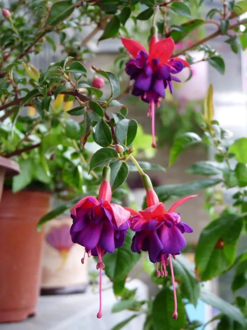 倒挂金钟花图片大赏,开单放鞭炮庆祝图片图文