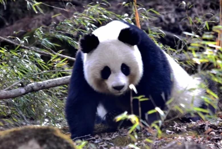 1997年,中央为何要将重庆与四川“分家”?事实证明*小平邓**真高明