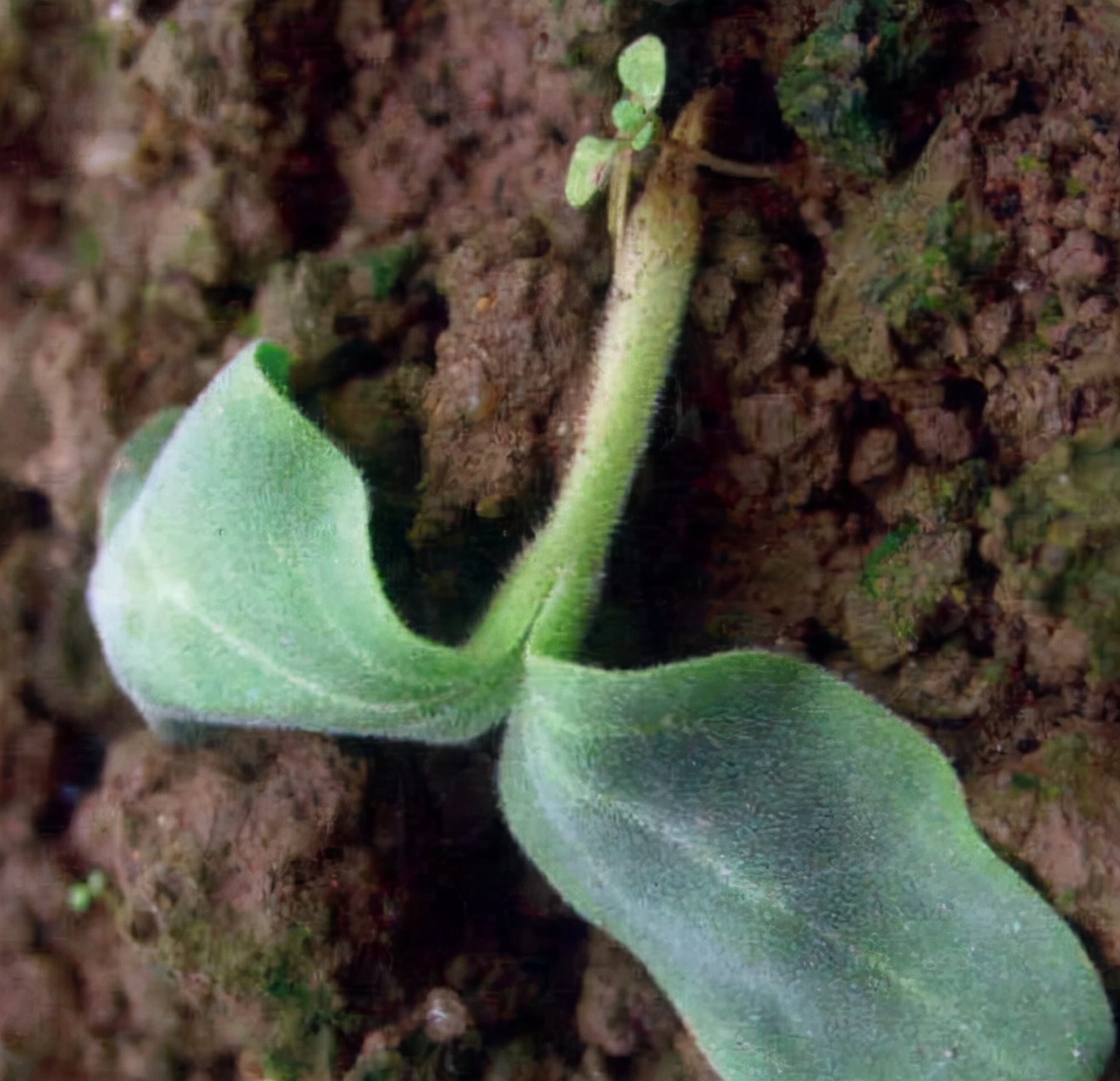 茄子猝倒病防治方法,防止猝倒病要解决好几个问题