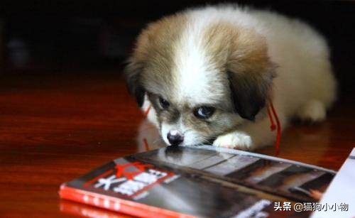 狗狗生气会有哪样的表现,主人生气时狗狗这些表现是在道歉