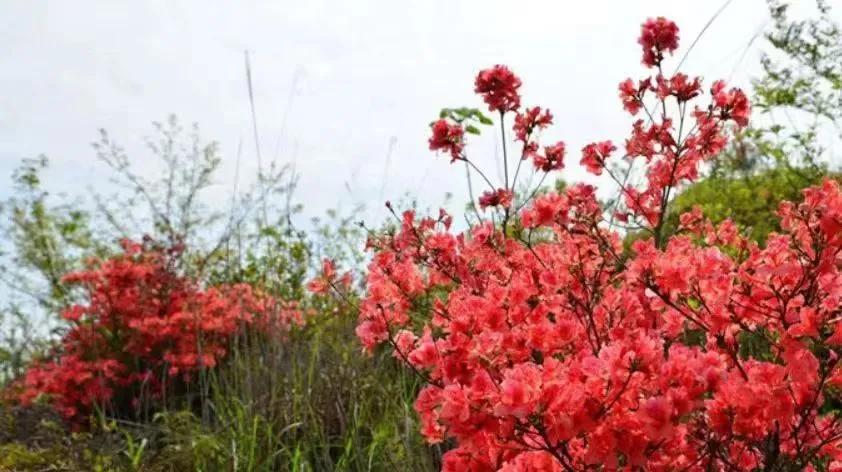 杜鹃花开杜鹃岭,杜鹃花开石窝村