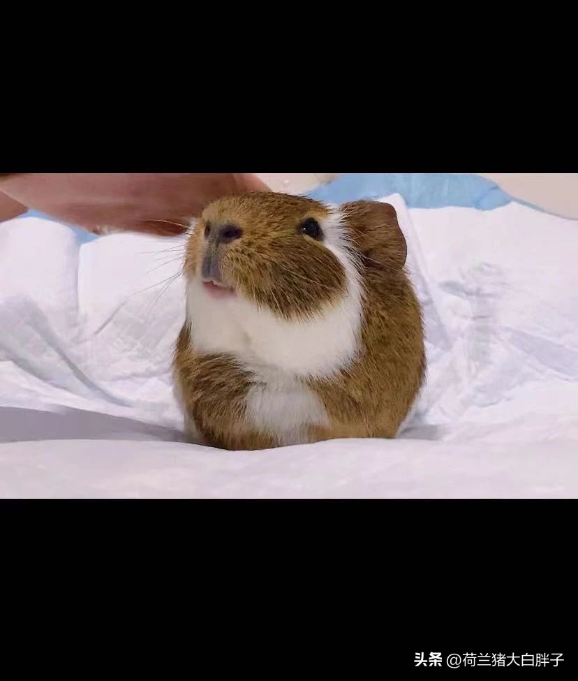 荷兰猪缺少维生素c会脚肿吗,荷兰猪维生素c怎么补充