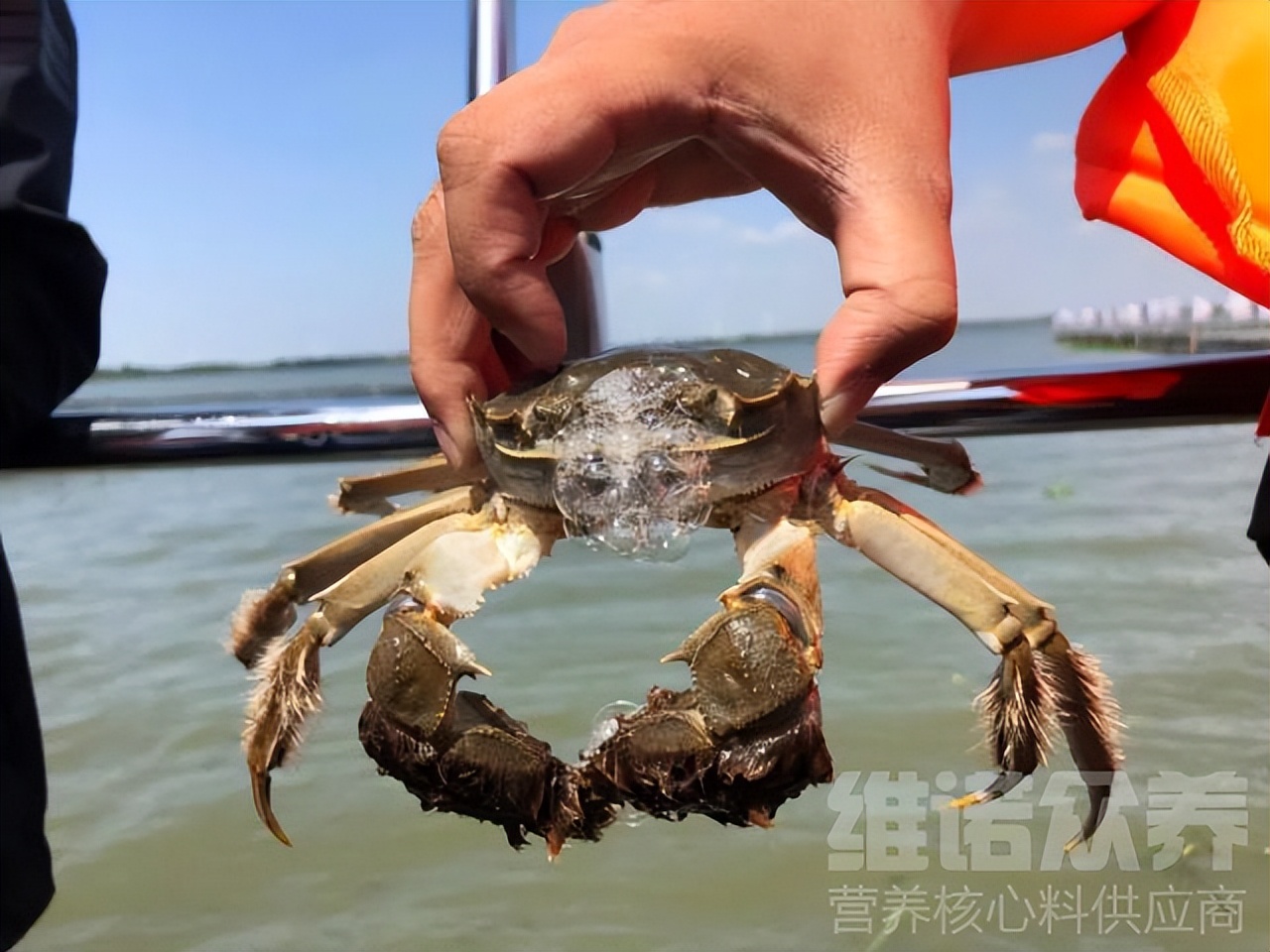 螃蟹养殖技术和养殖方法,大闸蟹养殖条件和技术要点