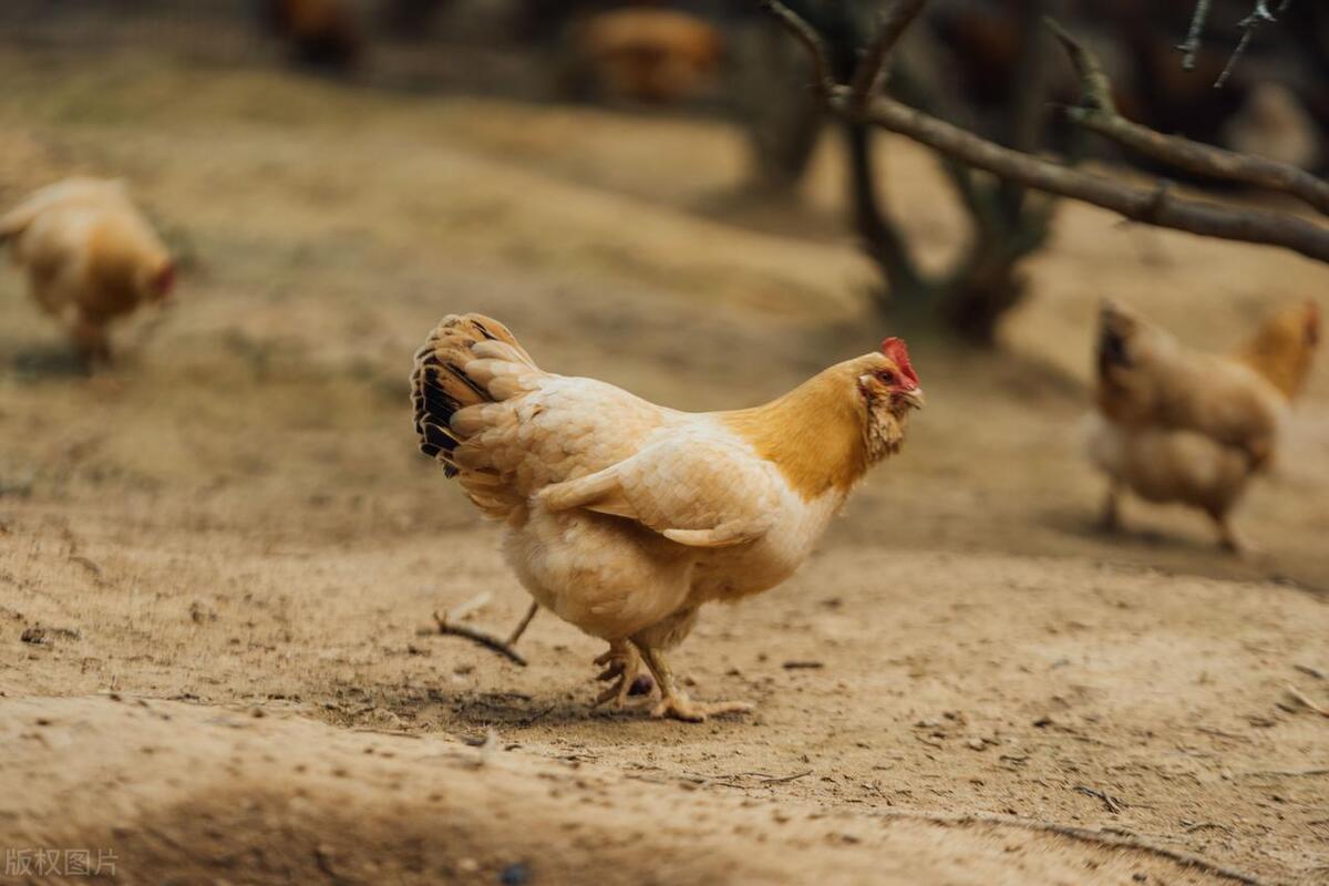 35元一只土鸡利润,200元一只土鸡一年利润有多少