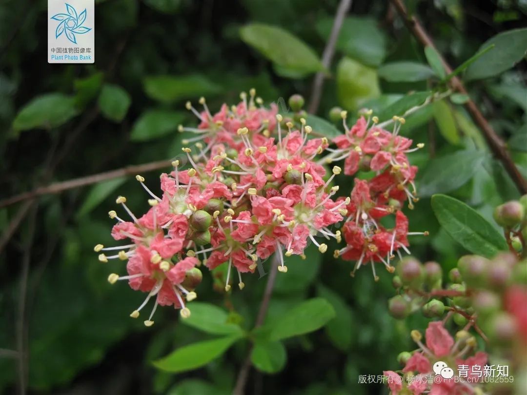指甲花的图片和特征,干净耐看短指甲花