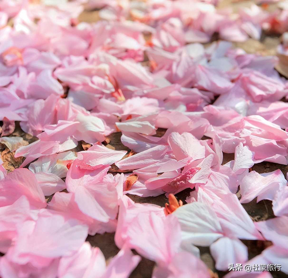 西安有什么好看的樱花景点,西安樱花最佳观赏地点