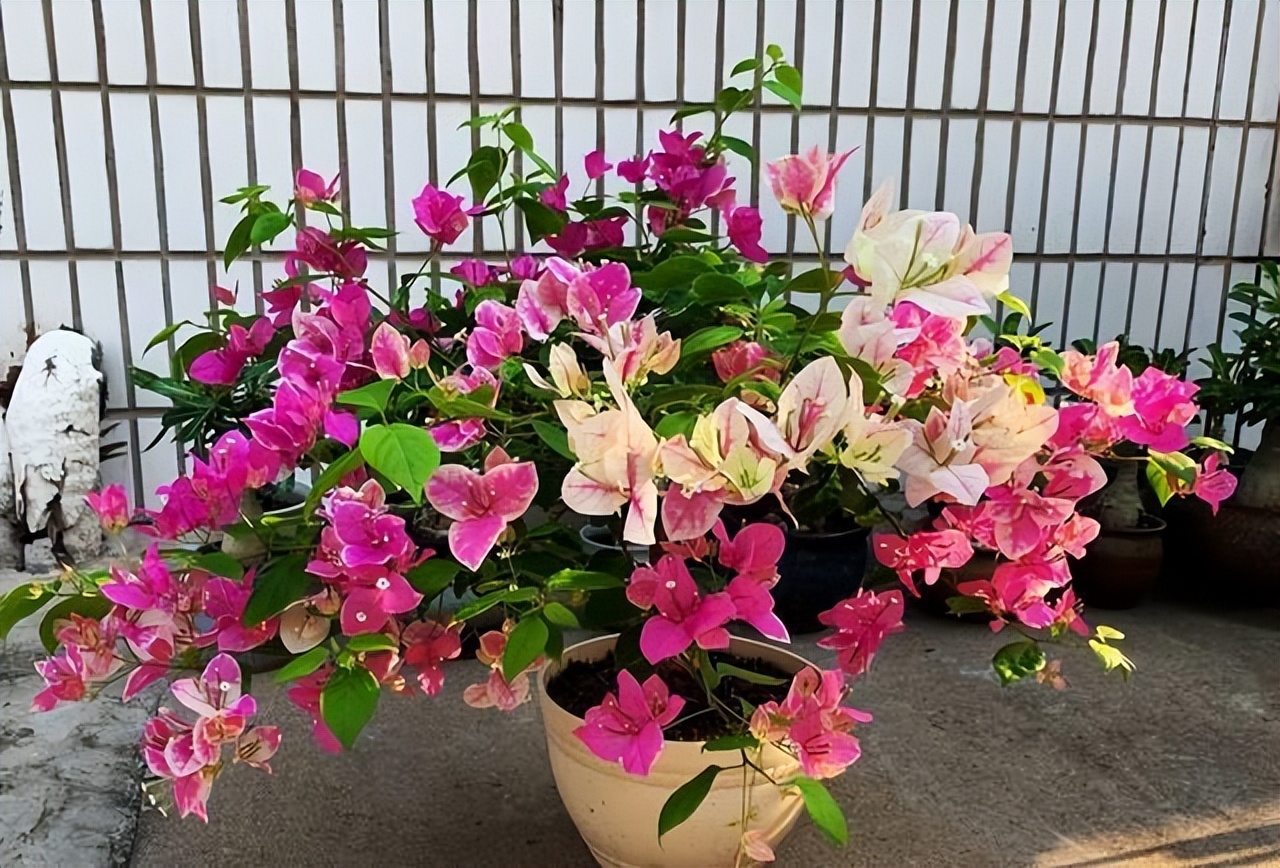 10种公认最好养的花三角梅,十种勤花三角梅