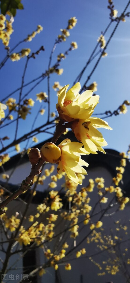 真正的梅花香自苦寒来,梅花香自苦寒来不一样的美