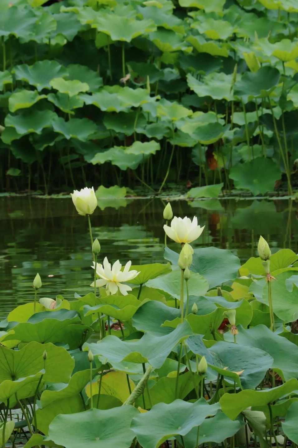 成都荷花最佳观赏地,成都看荷花的景点推荐