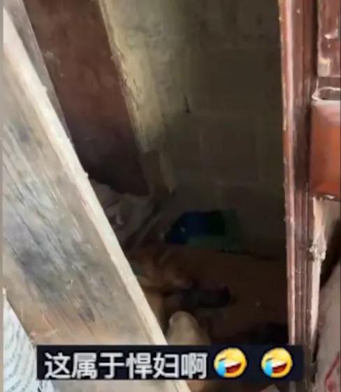 狗妈妈带小狗打架,狗妈妈打狗宝宝