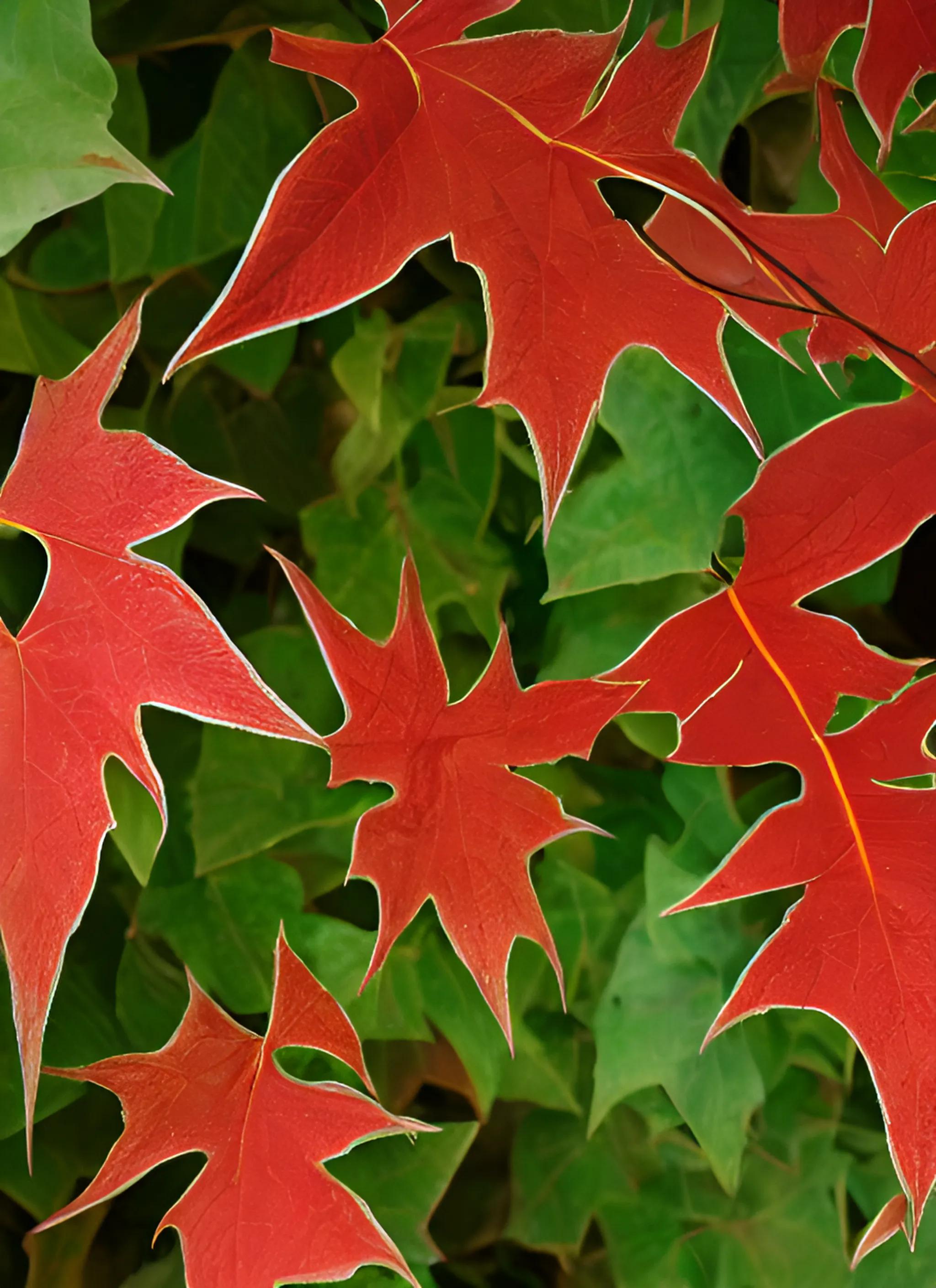 3叶爬山虎秋天叶子变红吗,爬山虎的叶子是先变红还是先变黄