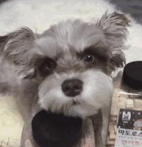 推荐几种狗不贵又好上手养就对了,建议穷人养的10种小巧便宜狗