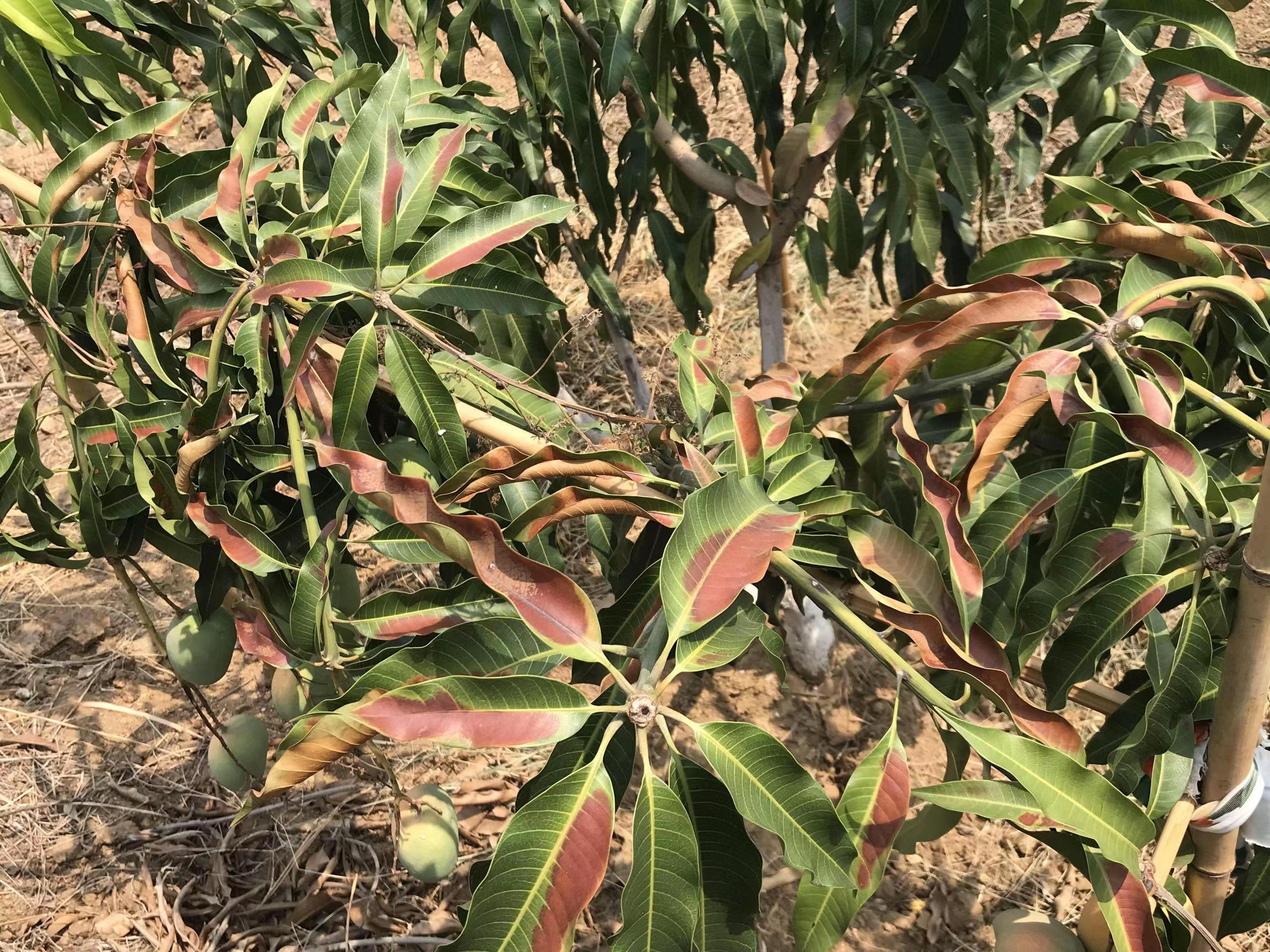 农技小知识小视频,农业科普知识小常识水稻