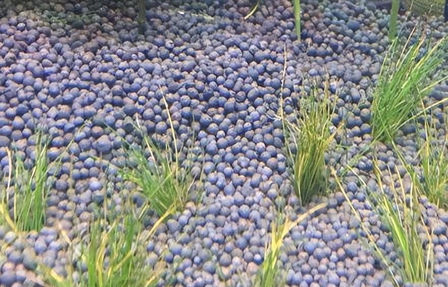 30缸天空之城鱼缸造景,20厘米鱼缸原生缸造景