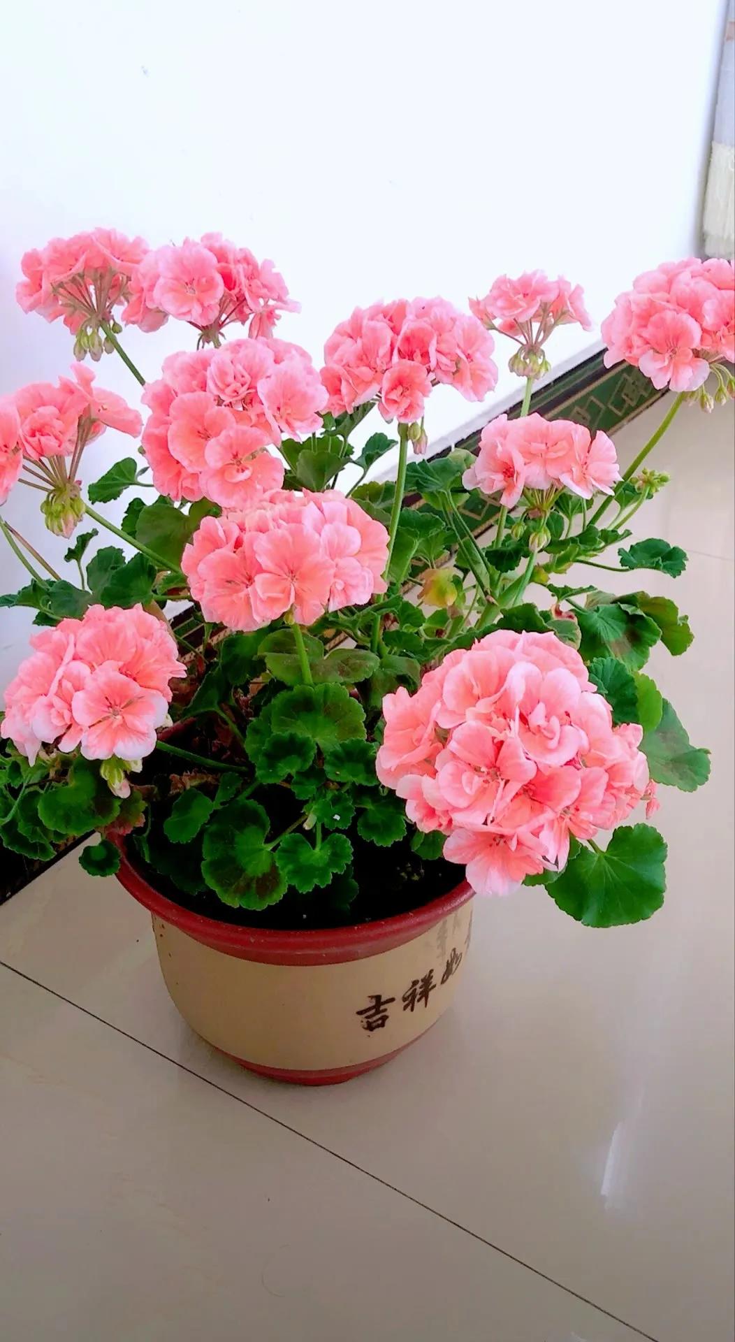 分享精美花朵图片,分享春天的图片大全