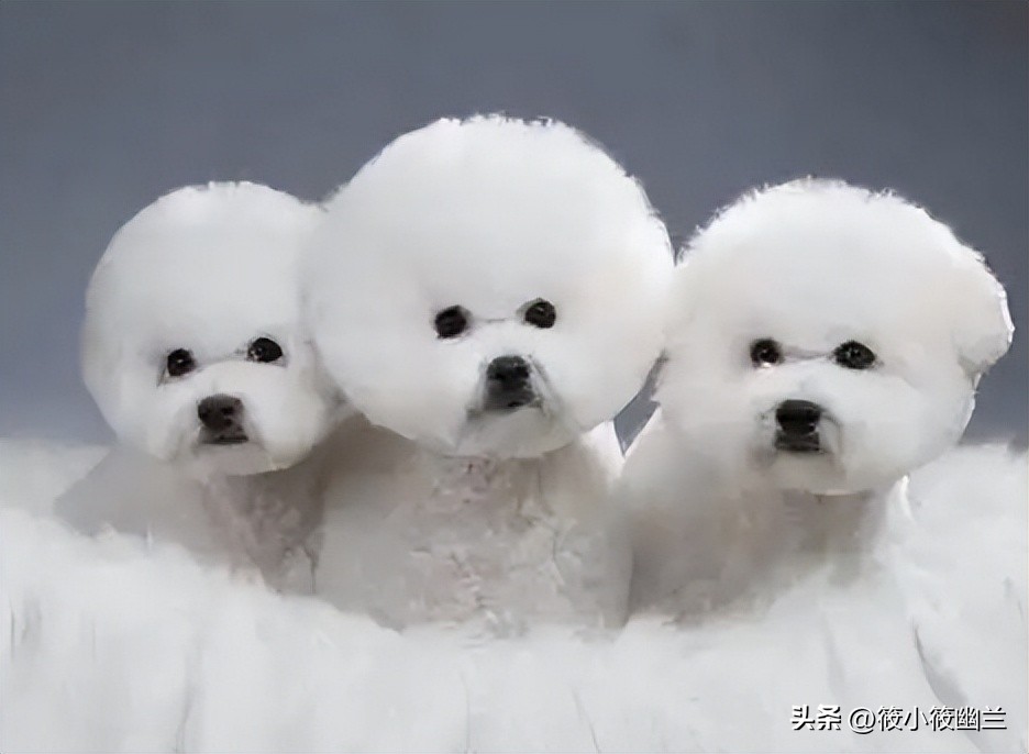 傻傻分不清的几种狗狗,什么狗狗的脾气最好最容易熟悉