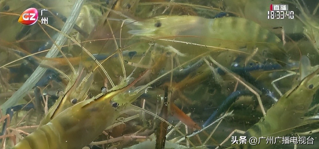 广州沙园,广州沙园市场人气旺盛