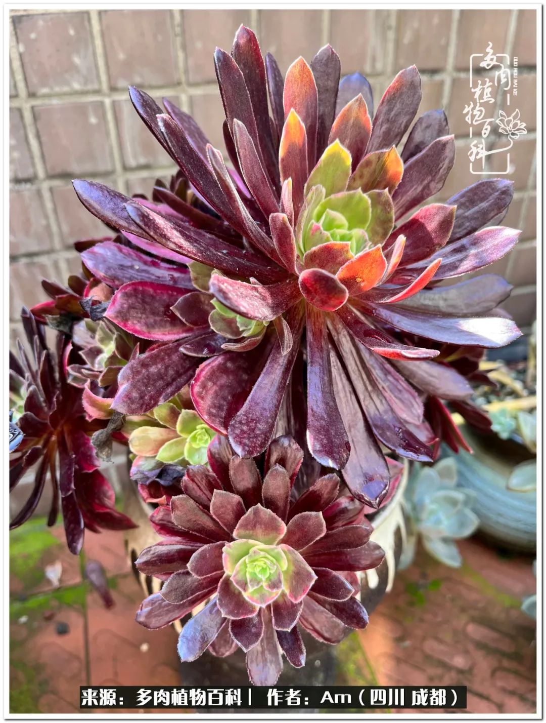 多肉小盆友生活多姿多彩,多肉小精灵福享不停