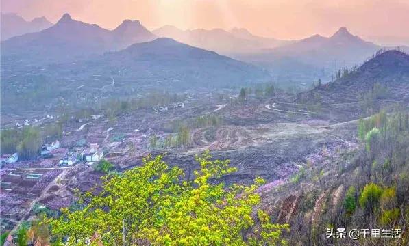 现摘正宗山东蒙阴脆甜黄油桃,山东蒙阴蜜桃之乡的桃子上市啦