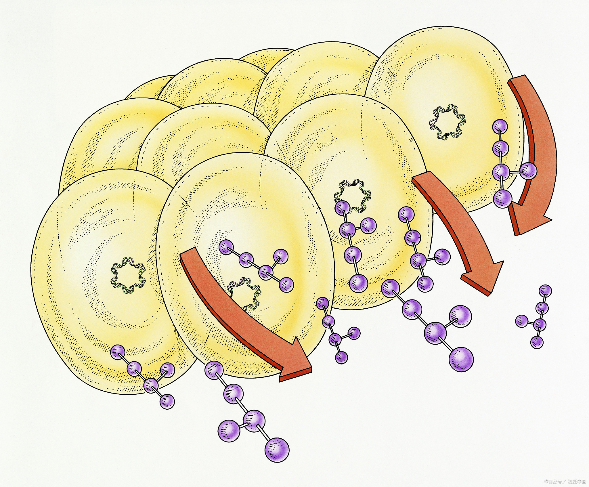 脂蛋白偏高对身体有什么危害,脂蛋白高有什么危害