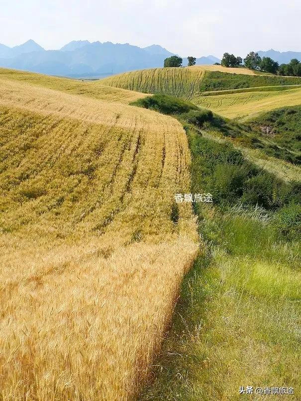 新疆伊犁州江布拉克,新疆奇台江布拉克