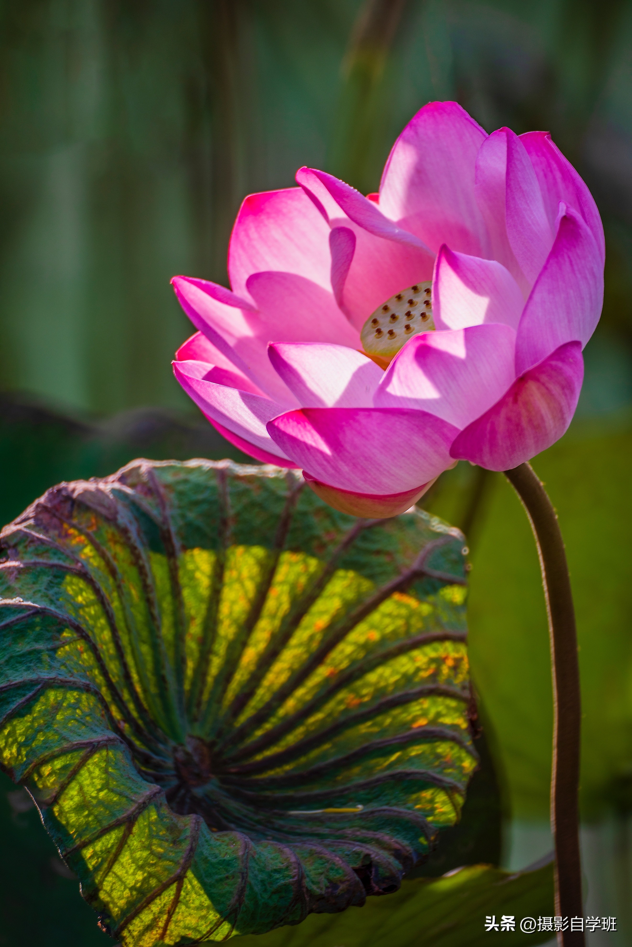 用这3个摄影方法拍荷花,这10个荷花摄影技巧个个实用