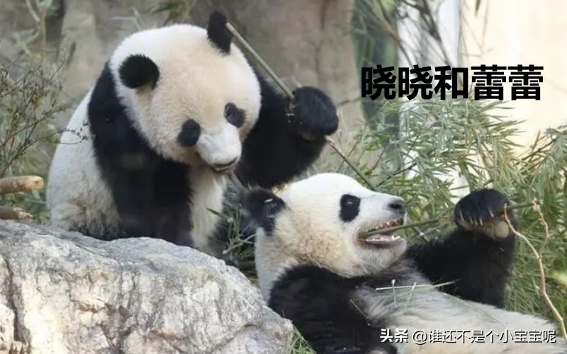 目前在国外的大熊猫有几只,大熊猫国外租借了多少只