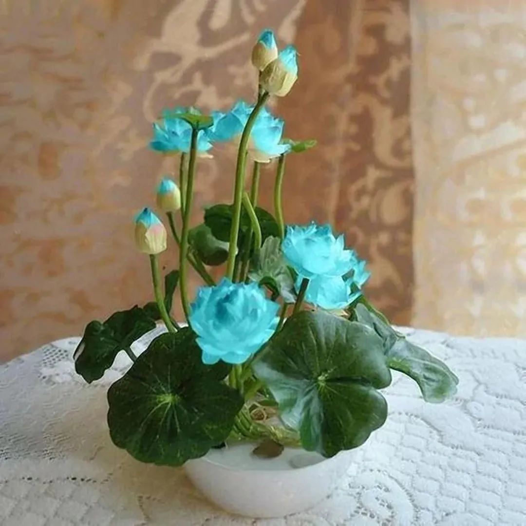 新手种碗莲施什么肥,详解碗莲种植养护的方法完全篇