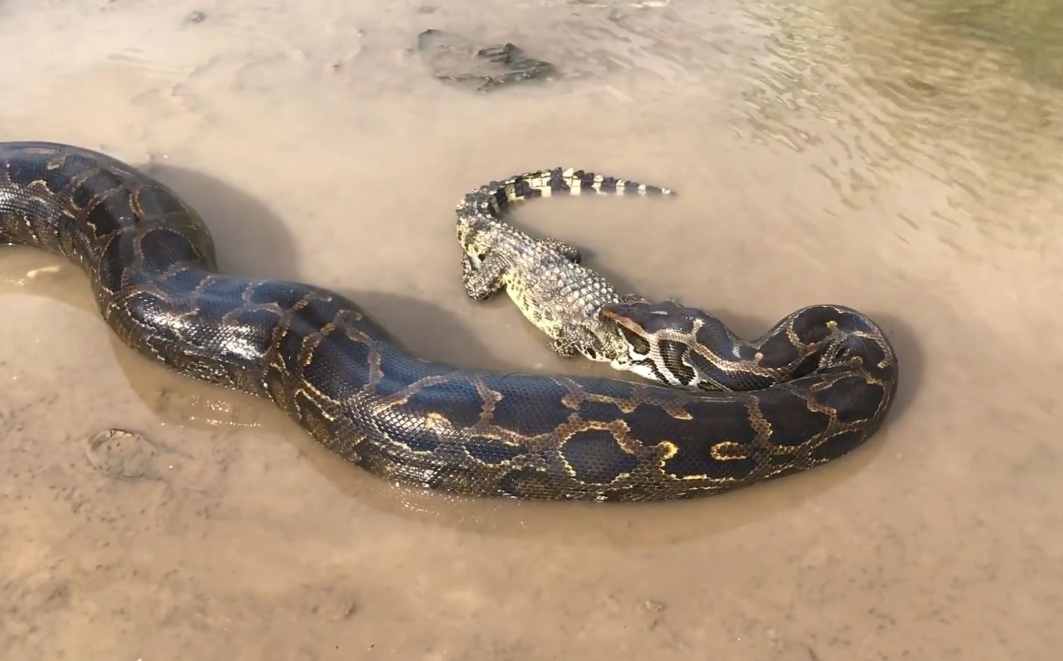 如果被蟒蛇吞下去，能否开膛破肚逃生？