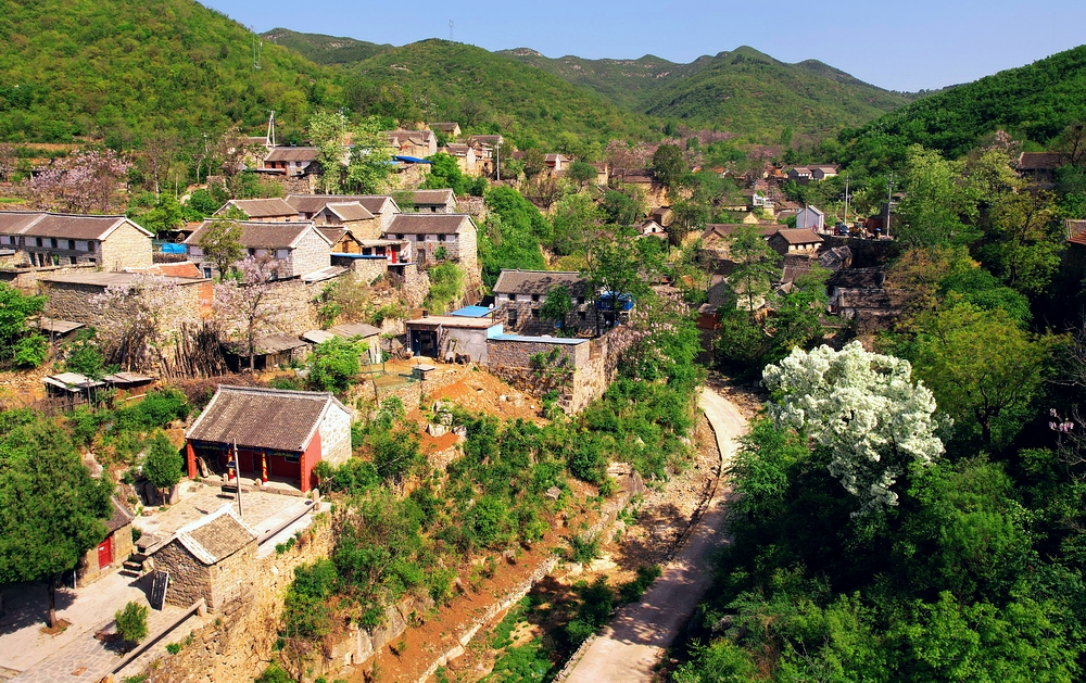 石大沟流苏,大石沟流苏花