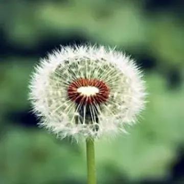 花无名分胜名花野陌荒坡艳似霞，莫笑卑微白头叟，心怀梦想走天涯