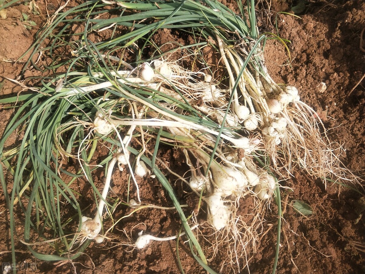 肥胖冠心病患者怎么办,痰湿冠心病吃什么中成药