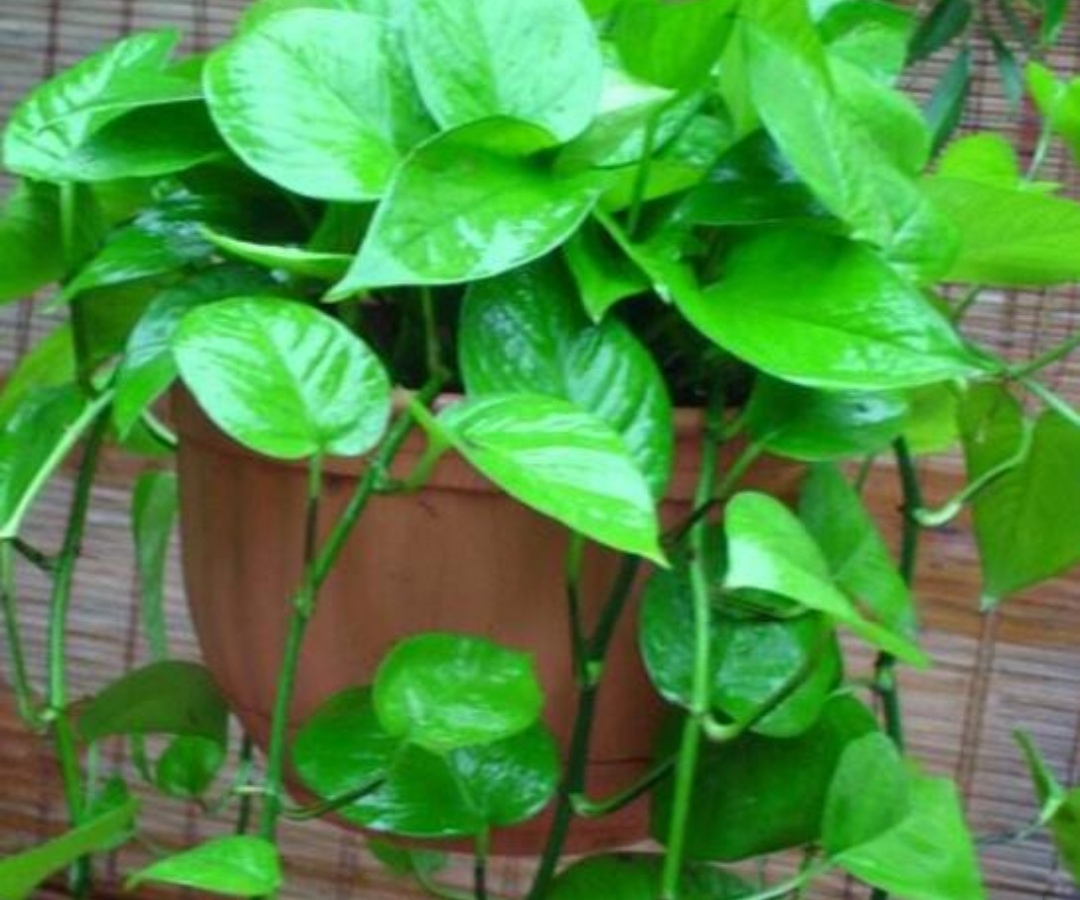 绿萝怎么养才能更旺盛不用肥料养,绿萝的浇水方法和注意事项图片