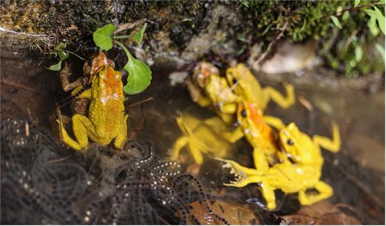 云南独龙江大量金蟾集结，网友：此乃祥瑞之兆，见金蟾就发大财！