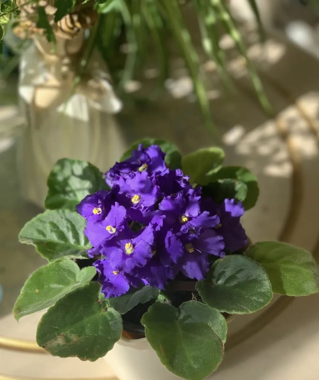 最适合新手养的4种花太好养,超迷人的3种花好养易活