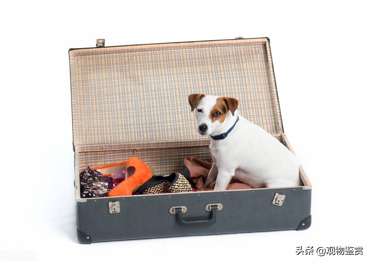 在外地宠物怎么带回家,外地买的宠物狗怎么带回家