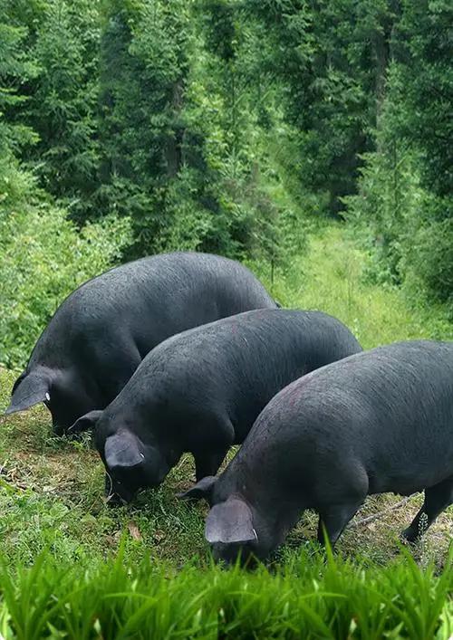 生态猪的养殖技术和方法,生态猪的养殖方法和销量