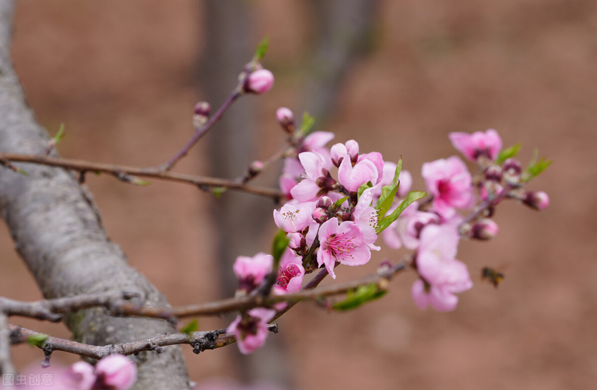 风吹杨柳万千条打一动物,风吹杨柳万千条解析
