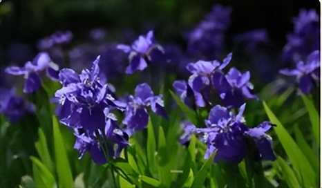 春天的问候唯美诗句,春天情话最美的句子