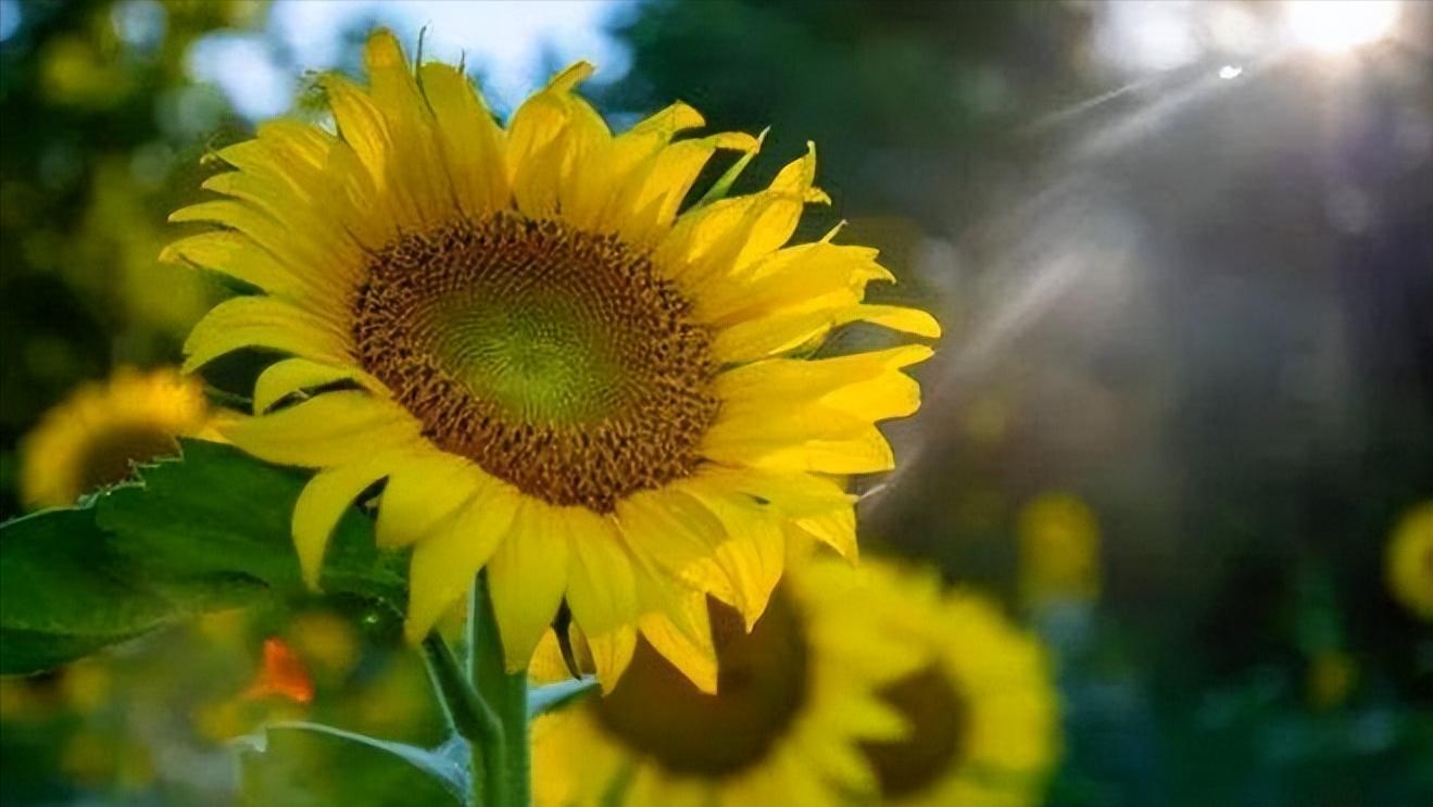 面对瞧不起你的人，最好的反击是这样的